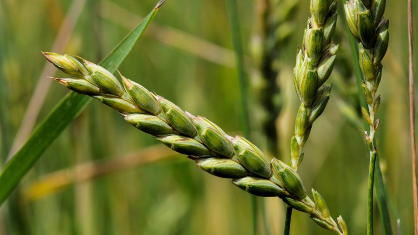 DInkel: Anbau und Pflanzenschutz - Agricultural Solutions