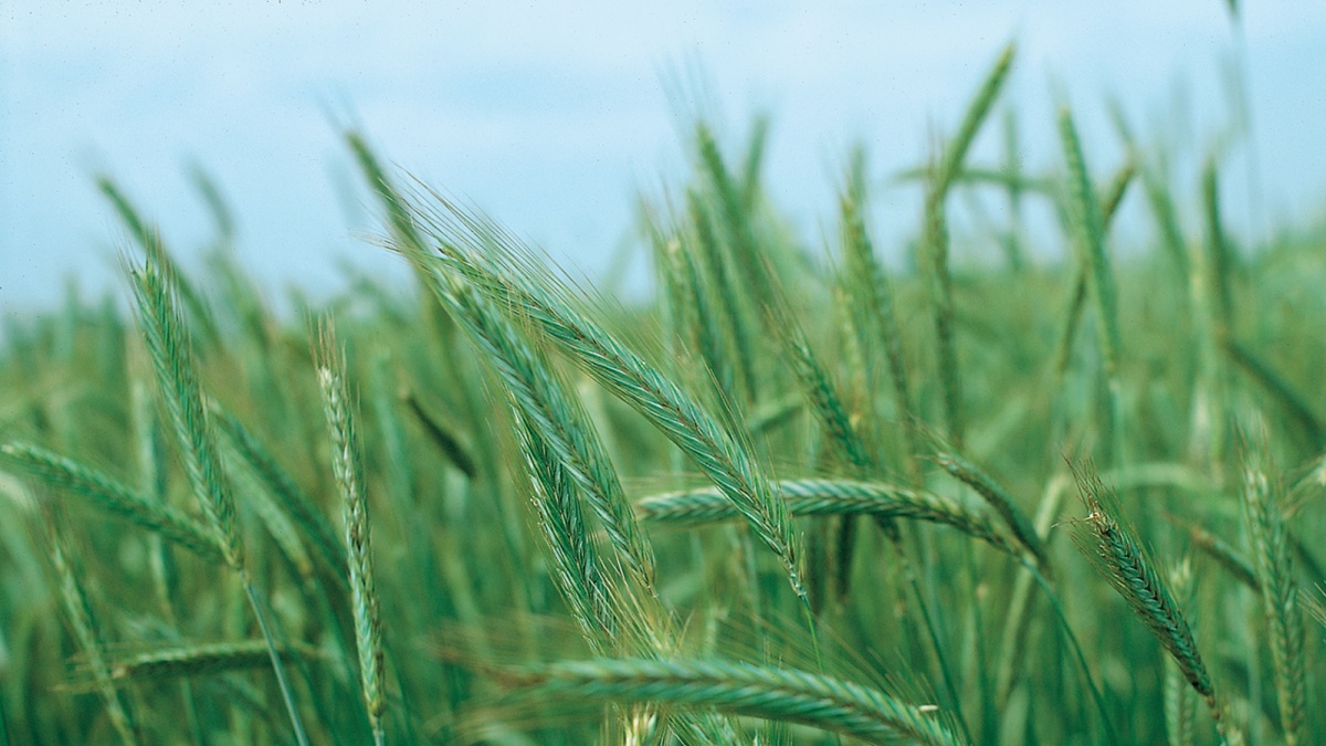 Roggen: Herausforderungen im Anbau - Agricultural Solutions